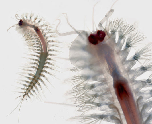 MUSEOS e Instituciones en Baleares