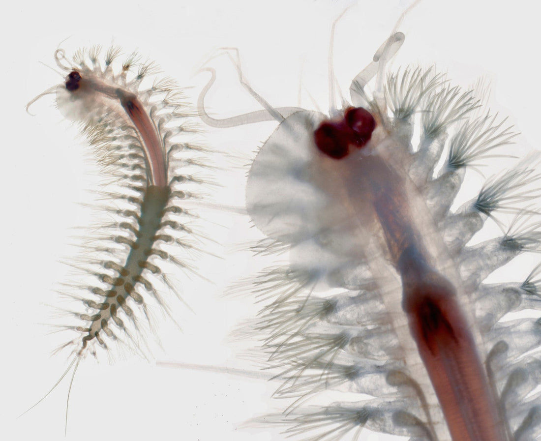 MUSEOS e Instituciones en Baleares