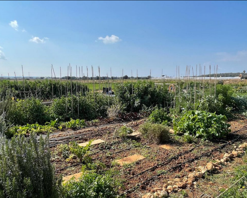 Huertos La Punta en el Camí Vell de Sineu, 07199 Sant Jordi, (Baleares)