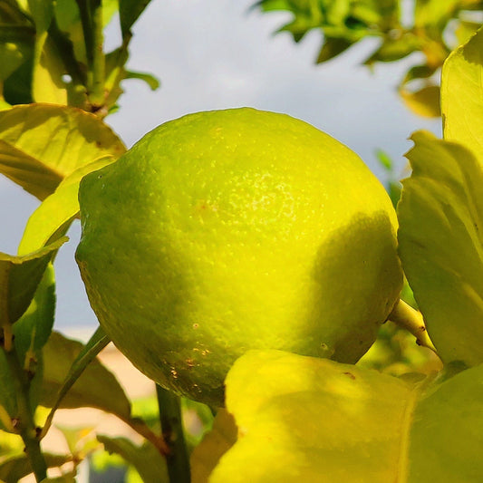 EDUCACIÓN en Occitanía